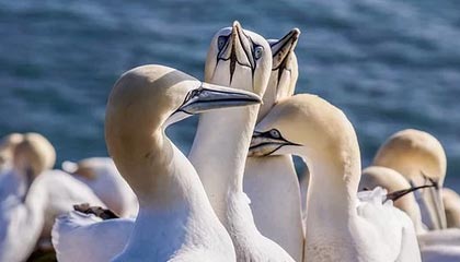 爱游戏电竞官网-俄罗斯队重组阵容，欧洲门票争夺战打响，俄罗斯 国家队