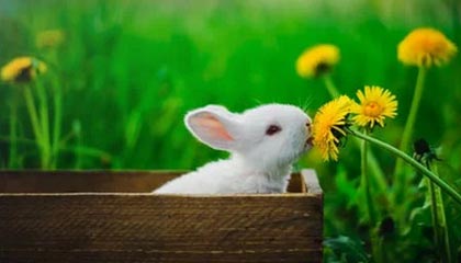 爱游戏电竞-【比赛现场】激烈对抗背后的战术布局揭秘，激烈对抗性强的项目有哪些